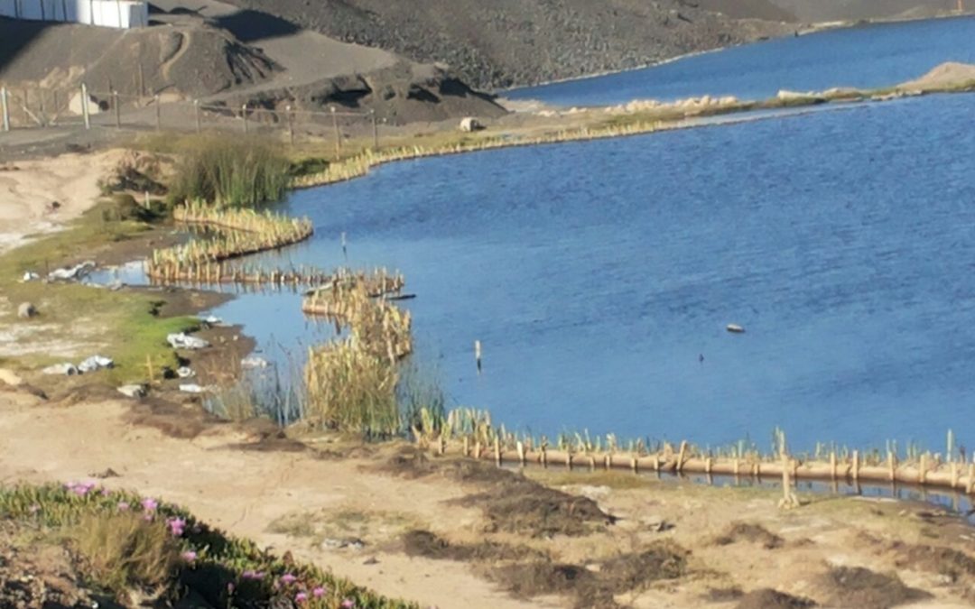 Plan de Restauración del Humedal Campiche