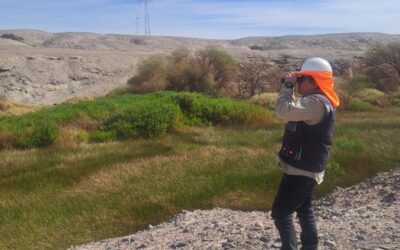 Monitoreo de Aves en Proyectos de Energía Renovable en el Norte de Chile