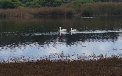 Rehabilitación de Cisne coscoroba en el Humedal Campiche